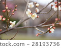 Plum blossom  28193736