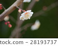 Plum blossom  28193737