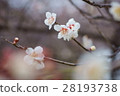 Plum blossom  28193738