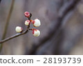 Plum blossom  28193739