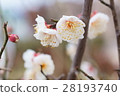 Plum blossom  28193740