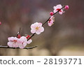 Plums like uneven dyeing Japanese paper 28193771