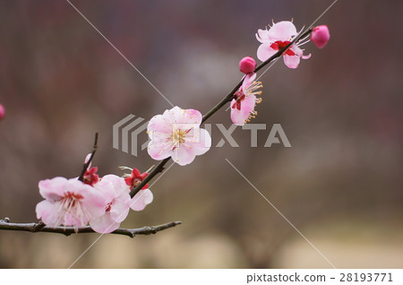 李子喜歡染色不均勻的日本紙 李子喜歡染色不均勻的日本紙 28193771