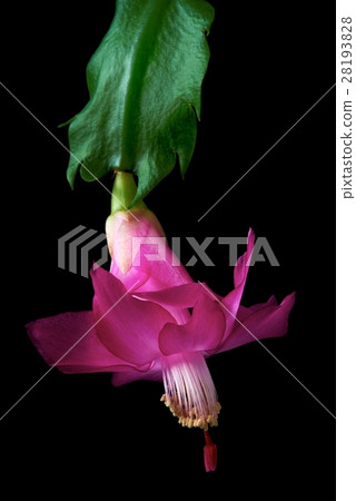 Christmas Cactus (Schlumbergera) Christmas Cactus (Schlumbergera) 28193828