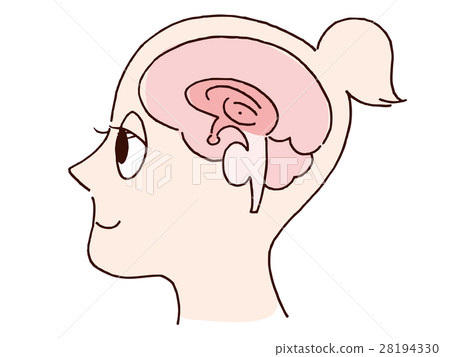 Brain image illustration 28194330