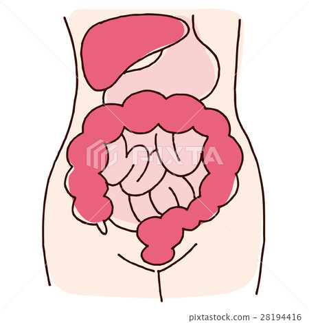 Illustration of liver, stomach and intestine 28194416