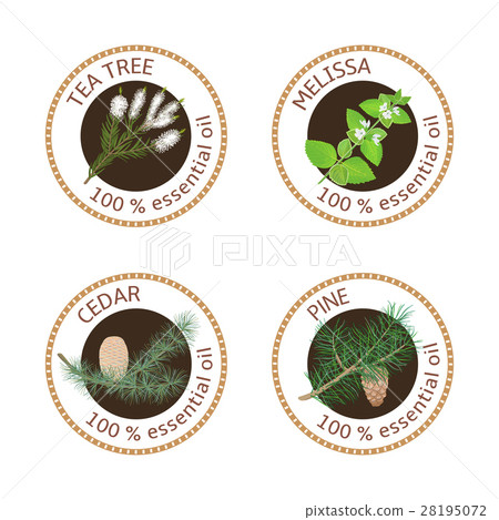Set of essential oils labels. Pine tree, Cedar Set of essential oils labels. Pine tree, Cedar 28195072