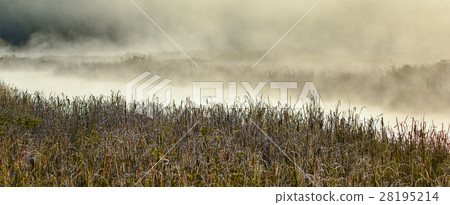Frost encrusted marshland foliage in sunrise mist. 28195214