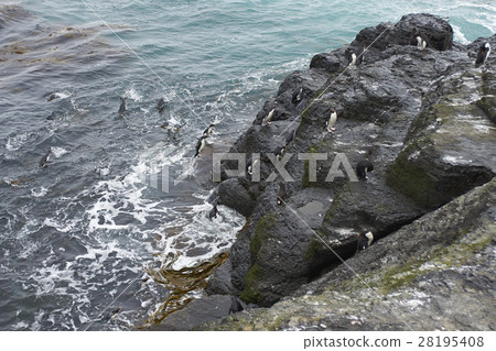 Rockhopper Penguins returning to the colony 28195408