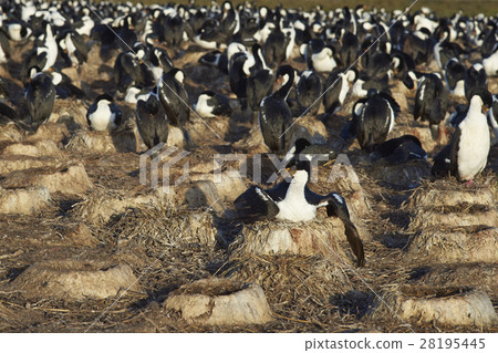 Colony of Imperial Shag 28195445