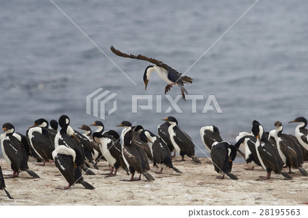 Imperial Shag coming into land 28195563