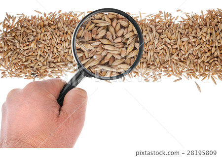The hand holds a magnifying glass over the grain 28195809