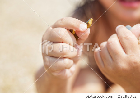 Child hands collect pebbles 28196312