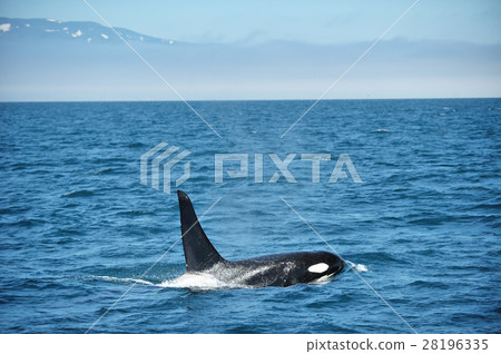 A orca swimming in Shiretoko's ocean 28196335