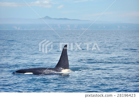 A orca swimming in Shiretoko's ocean 28196423