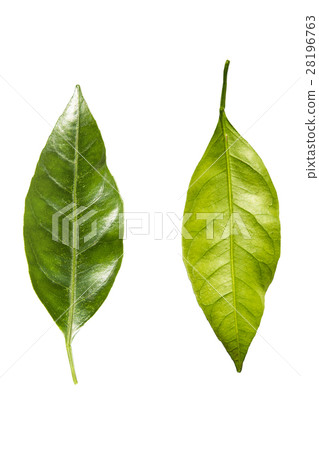 leaves mandarin leaves mandarin 28196763