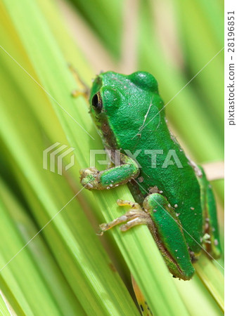 樹蛙 28196851