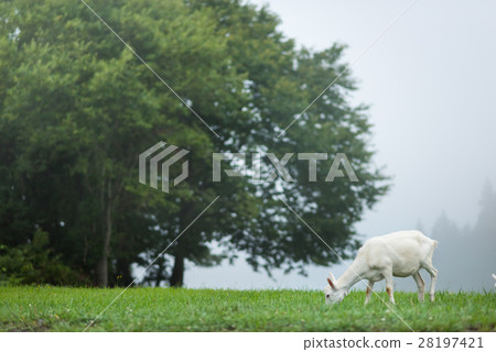 Goat  28197421