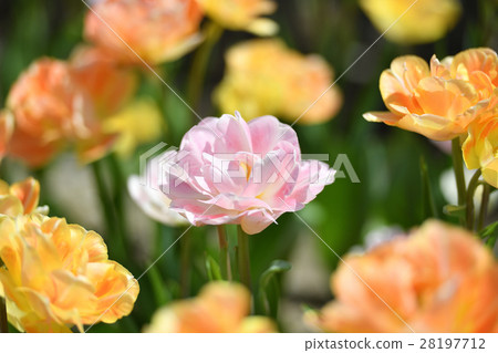 鬱金香 鬱金香 28197712