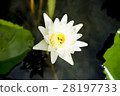 Lotus 28197733