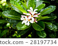 Flowers 28197734