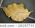 Dry Leaf 28197735