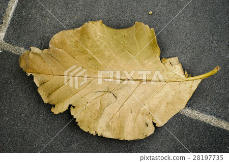 Dry Leaf Dry Leaf 28197735