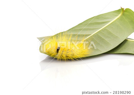 Macro yellow furry caterpillar on green leaf. Studio shot isolated on white 28198290