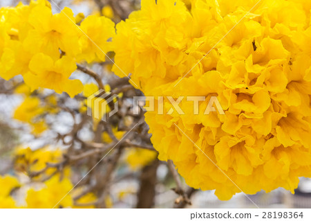 Silver trumpet tree or Paraguayan silver trumpet tree 28198364