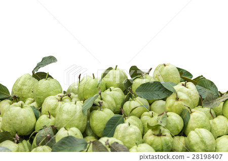 Pile of fresh green guava in market isolated on white. Saved with clipping path Pile of fresh green guava in market isolated on white. Saved with clipping path 28198407