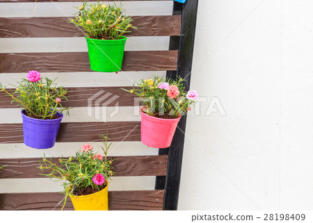 Portulaca oleracea in color planter box hanging on wooden wall Portulaca oleracea in color planter box hanging on wooden wall 28198409