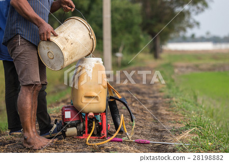 Farmer prepare chemical to sprayer tank before spray to green young rice field 28198882