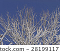 開花在樹的雪花 28199117