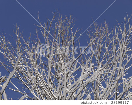 開花在樹的雪花 28199117