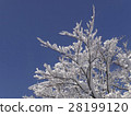開花在樹的雪花 28199120