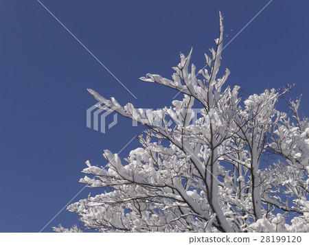 開花在樹的雪花 28199120