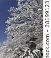 開花在樹的雪花 28199123