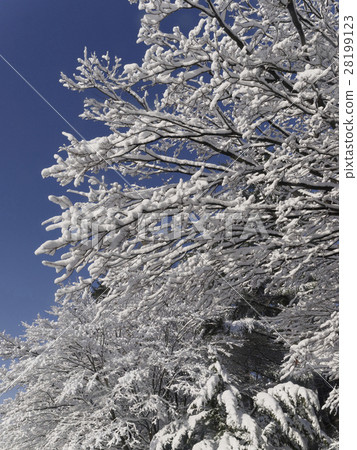開花在樹的雪花 開花在樹的雪花 28199123