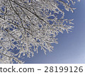 開花在樹的雪花 28199126