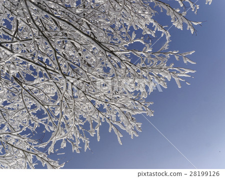 開花在樹的雪花 28199126
