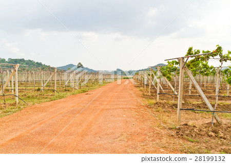Gravel roads in the vineyards 28199132