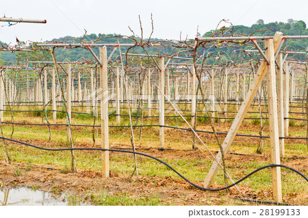 The vineyard The vineyard 28199133