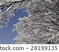開花在樹的雪花 28199135