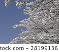 開花在樹的雪花 28199136