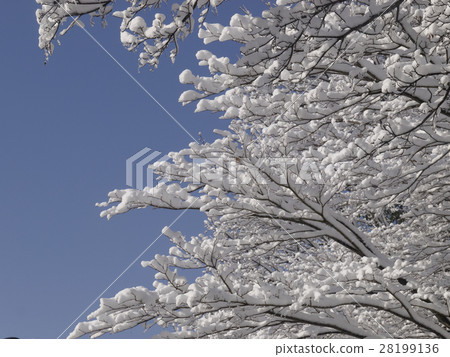 開花在樹的雪花 開花在樹的雪花 28199136