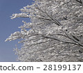開花在樹的雪花 28199137