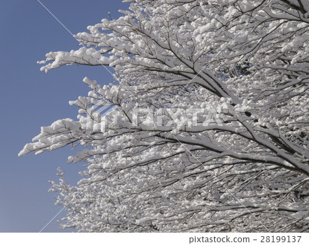 開花在樹的雪花 開花在樹的雪花 28199137