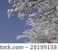 開花在樹的雪花 28199138