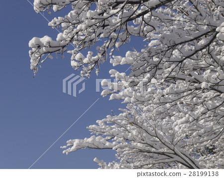 開花在樹的雪花 開花在樹的雪花 28199138