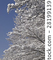 開花在樹的雪花 28199139